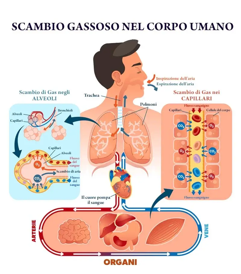 acidosi respiratoria: schema del processo di trasformazione dei gas nel corpo umano