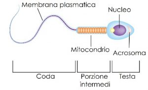 Acrosomiale