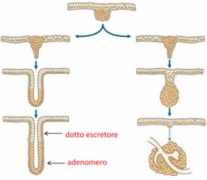 Adenomero