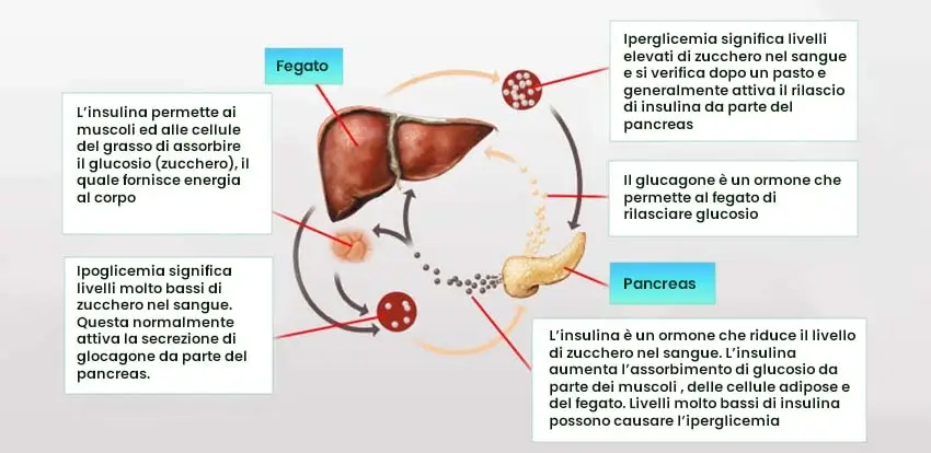 diabete: schema di fegato, pancreas, iperglicemia e ipoglicemia