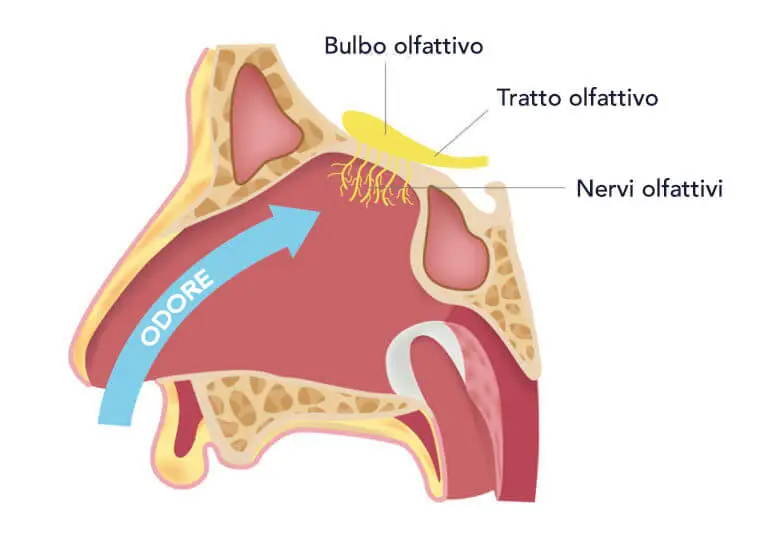 perché con il raffreddore si perde l'olfatto