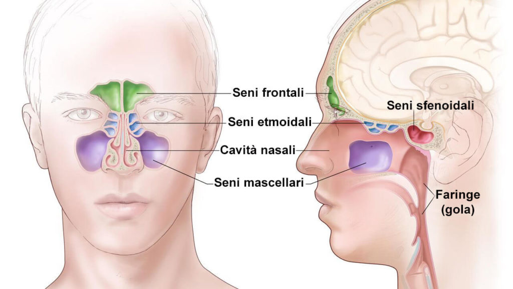 anatomia del naso: seni frontali, seni etmoidali, cavità nasali, seni mascellari e seni sferoidali