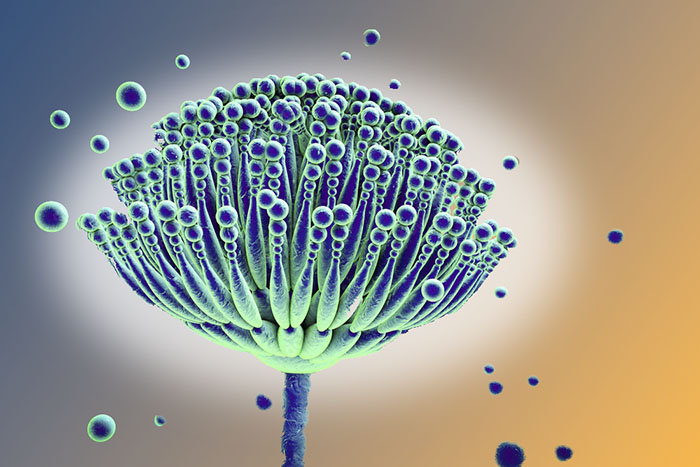 aspergillosi - infezione da aspergillus