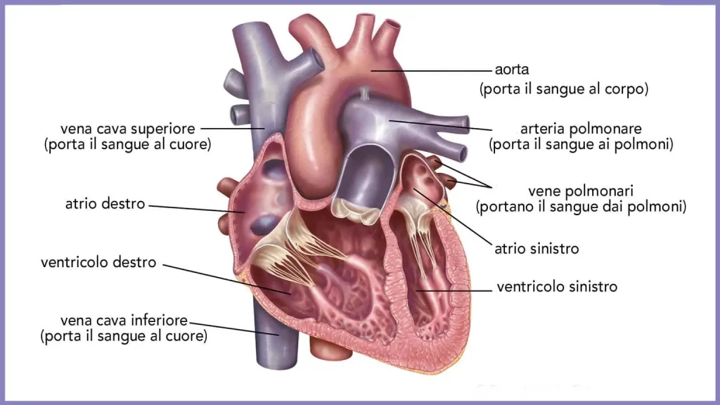anatomia del cuore extrasistoli atriali e ventricolari