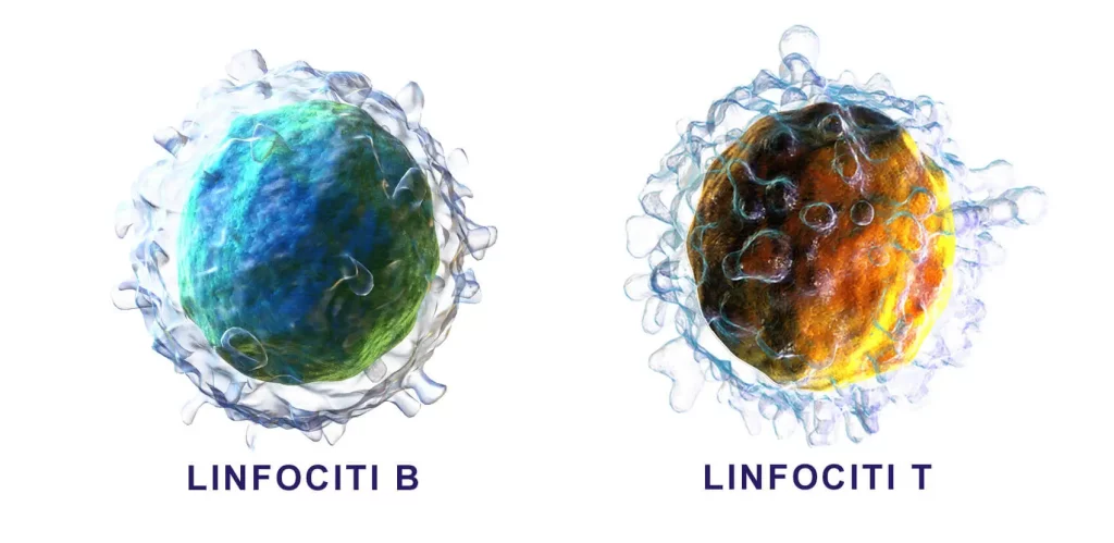il linfoma è un tumore che colpisce i linfociti B o T. immagine dei linfociti