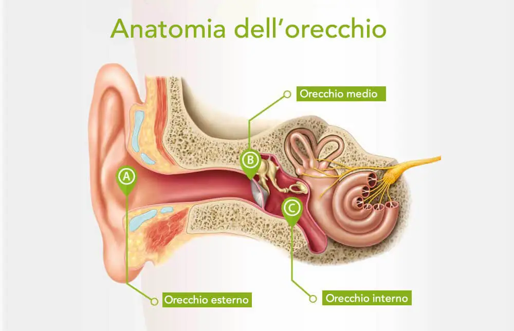 otite: anatomia dell'orecchio