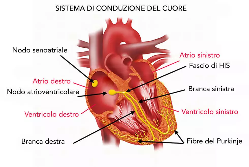 tachicardia: sistema di conduzione del cuore