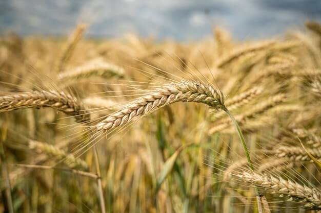 il frumento o grano è uno dei cereali più utilizzati per pane, pasta, farine