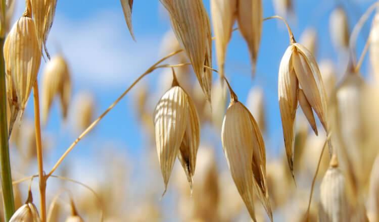 L'avena è un cereale naturalmente privo di glutine