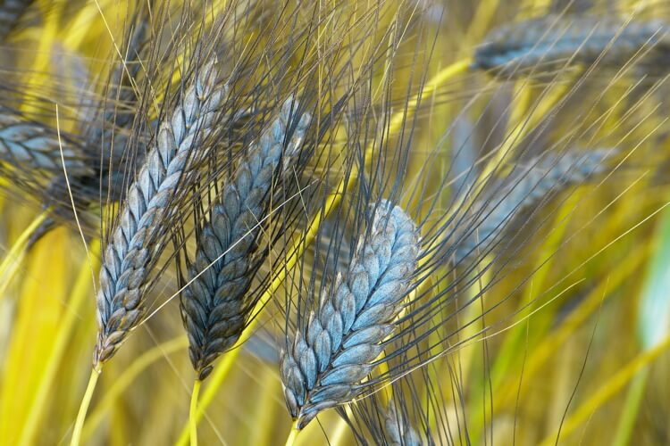 il farro è fra i cereali che contengono glutine