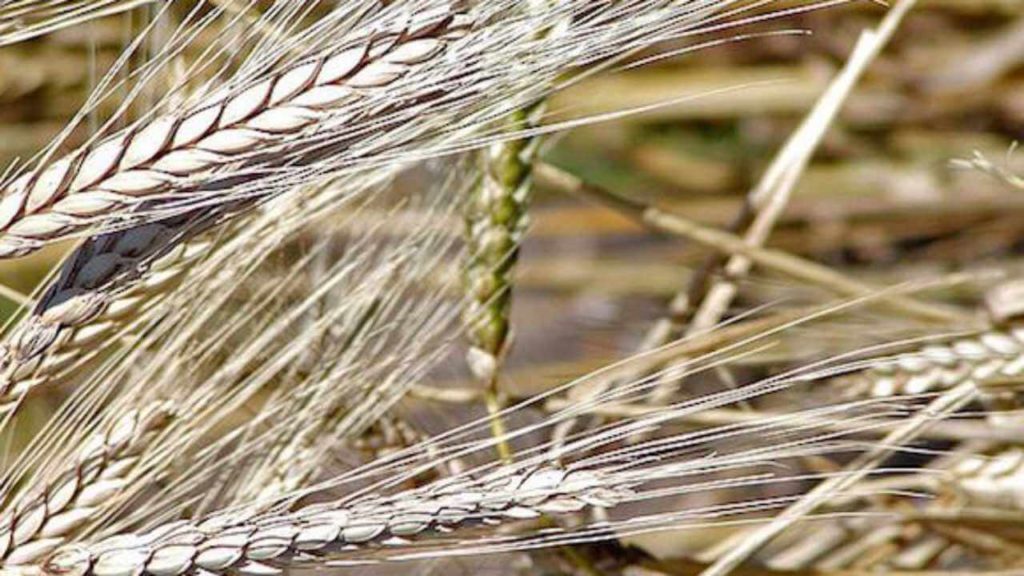 il grano khorasan (nome commerciale kamut) è un grano antico