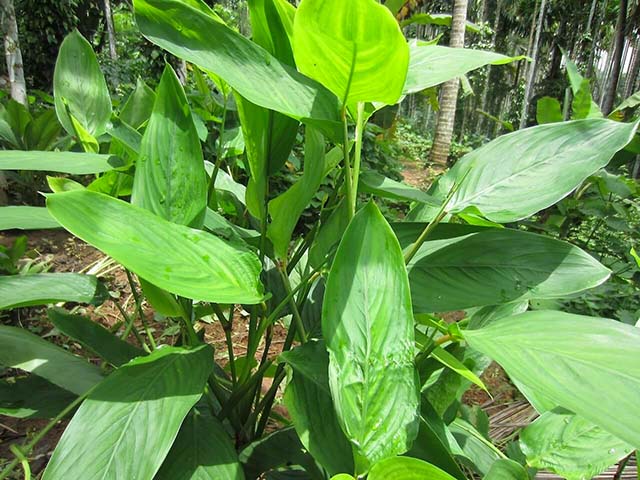 la fecola di maranta non contiene glutine, per cui può essere utilizzata tranquillamente anche da chi è intollerante o soffre di celiachia.