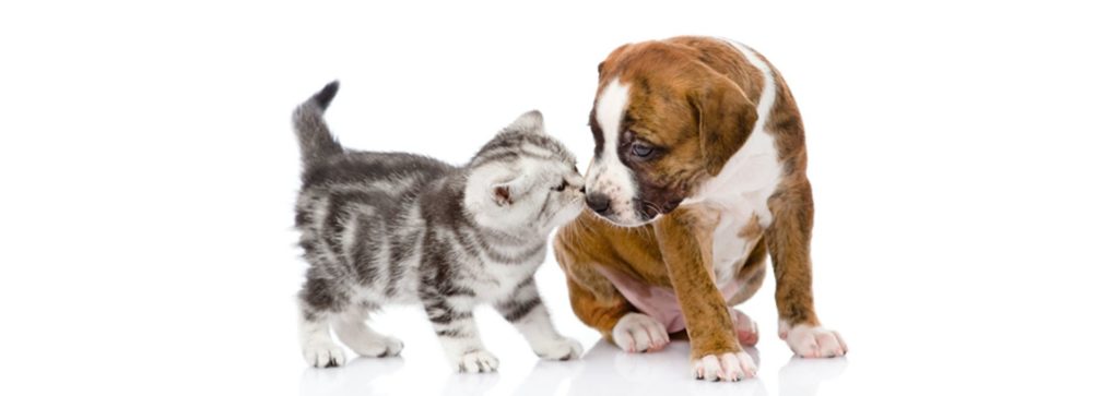 allergia agli animali domestici come cane e gatto, può essere trattata con la medicina integrata