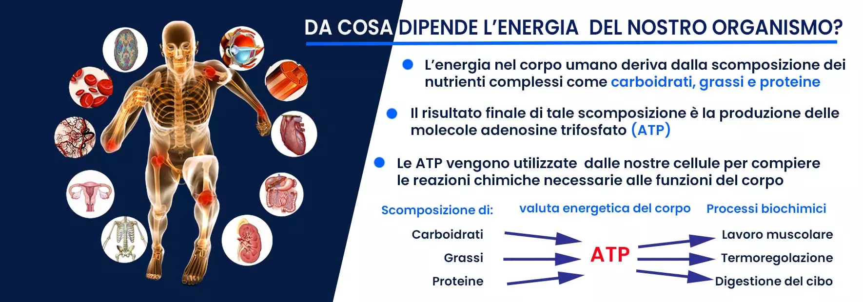 recuperare la vitalità: da cosa dipende l'energia del nostro organismo