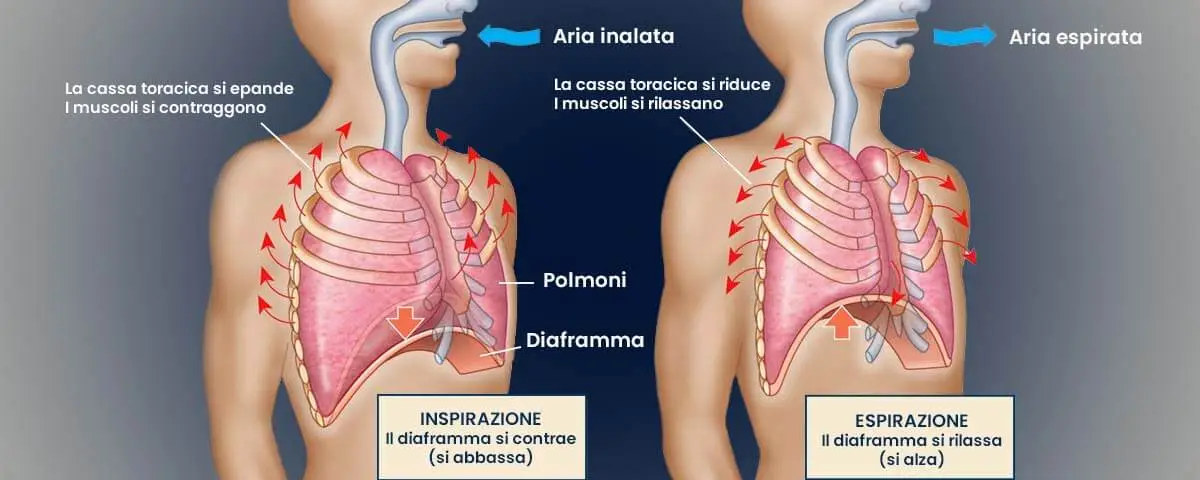 respirare correttamente con il diaframma