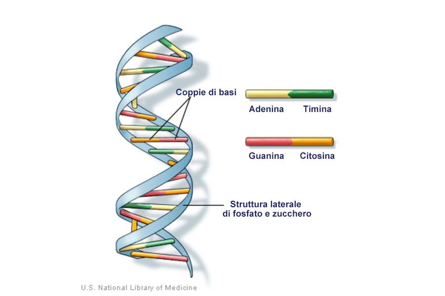 struttura semplificata del DNA