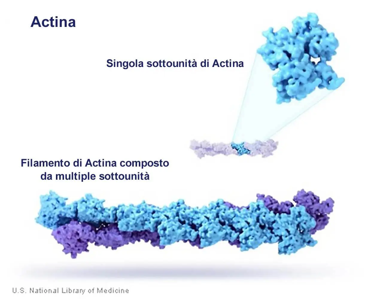 Актин состоит. G актин и f актин. Актин структура. Актин белок структура. Глобулярный актин.