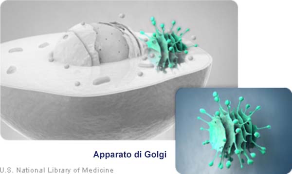 cellule: Apparato di Golgi