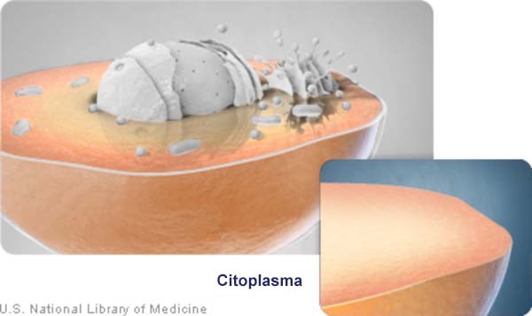 Cellule: Citoplasma