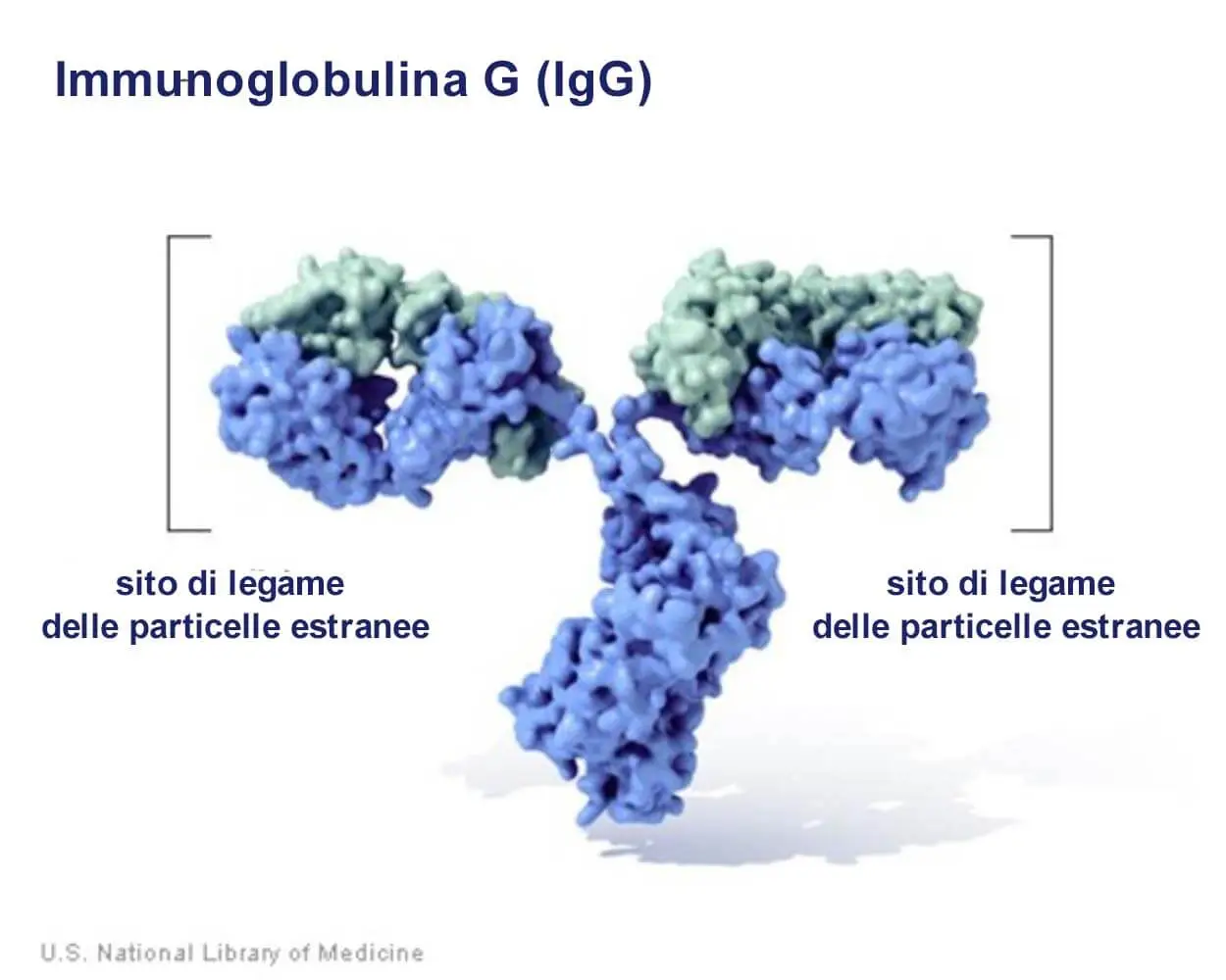 Иммуноглобулин lg. Иммуноглобулин g. Иммуноглобулин g картинка. Иммуноглобулин а и бактерии. Иммуноглобулины картинки для презентации.