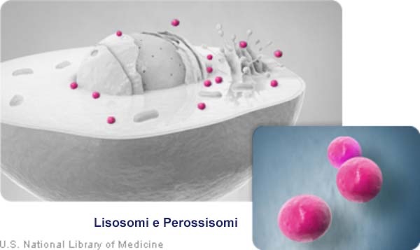 cellula: Lisosomi e Perossisomi
