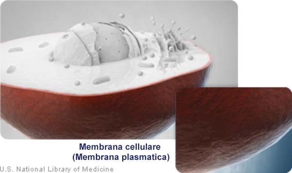 Membrana cellulare (Membrana plasmatica)