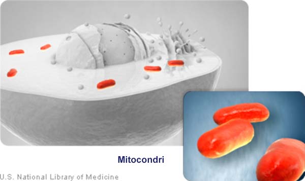 cellula: Mitocondri
