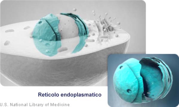 cellula: Reticolo endoplasmatico