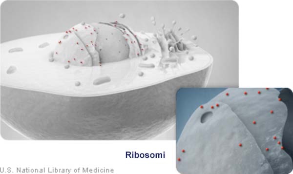 cellula: Ribosomi