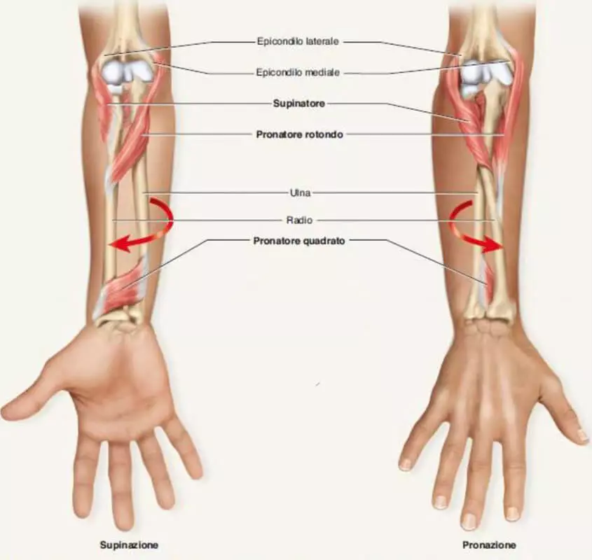 epicondilite: avambraccio pronazione e supinazione
