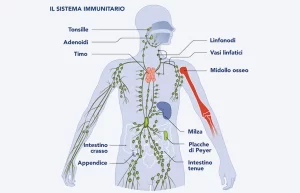 come funziona il sistema immunitario