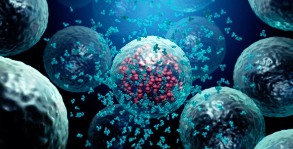 gli anticorpi del nostro sistema immunitario