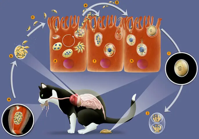 la toxoplasmosi ha origine dalle feci dei gatti