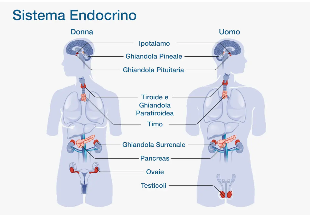 Endocrinologia: schema del sistema endocrino