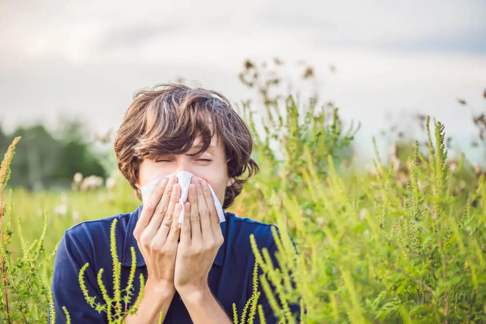 guida alle allergie: allergia al polline